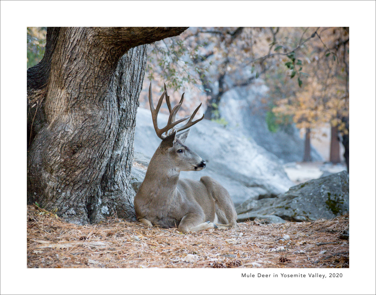 The Yosemite 2027 Calendar