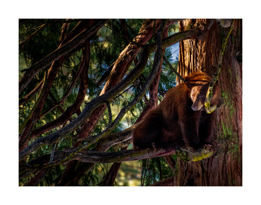 The Yosemite 2026 Calendar