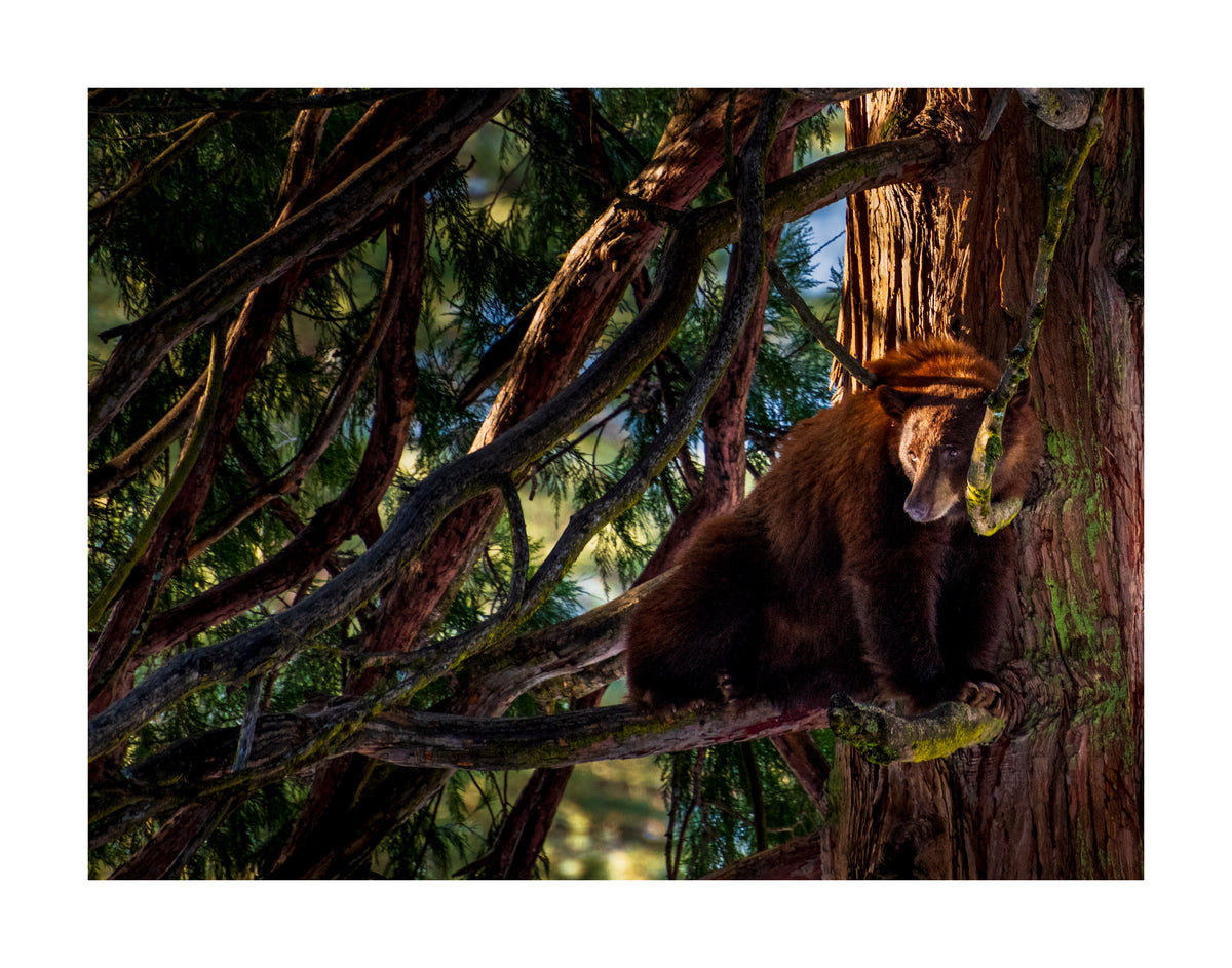 The Yosemite 2026 Calendar